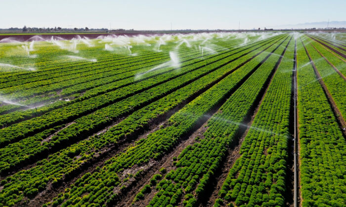 Arrosage d'un champ de laitues à Holtville, en Californie, le 9 février 2023. (Sandy Huffaker/AFP via Getty Images