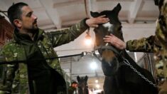 «La séance a eu pour moi un effet calmant»: des chevaux pour soulager l’âme des soldats ukrainiens