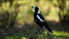 Pour protéger les oiseaux, attendez quelques mois pour tailler vos haies, demande l’OFB