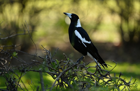 Pour protéger les oiseaux, ne pas tailler les haies au moins jusqu'à la fin du mois d'août. (PETER PARKS/AFP via Getty Images)