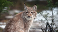 États-Unis: surprise de taille pour cet homme qui découvre un lynx dans le panier de son chien