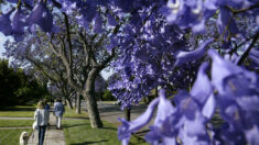 Les jacarandas en fleurs, l’héritage japonais qui embellit Mexico