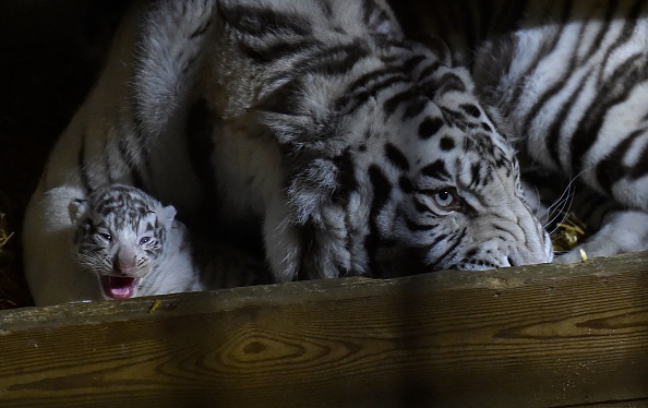 Photo d'illustration. (JEAN-CHRISTOPHE VERHAEGEN/AFP via Getty Images)