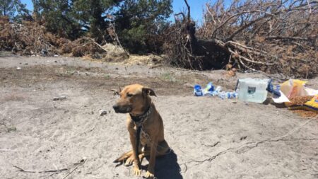 Des chiens sont régulièrement maltraités dans les sites illégaux de culture de cannabis en Californie, rapporte un shérif