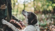 Enquête après la mort de trois chiens lors du championnat de France de Canicross