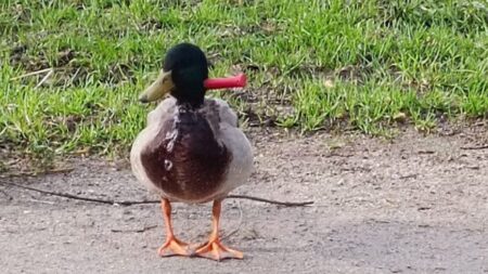 Morbihan: malgré le couteau planté dans son cou, ce canard continue sa vie et ne se laisse pas attraper