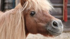 Mayenne : des automobilistes croisent deux poneys en divagation sur la RN162