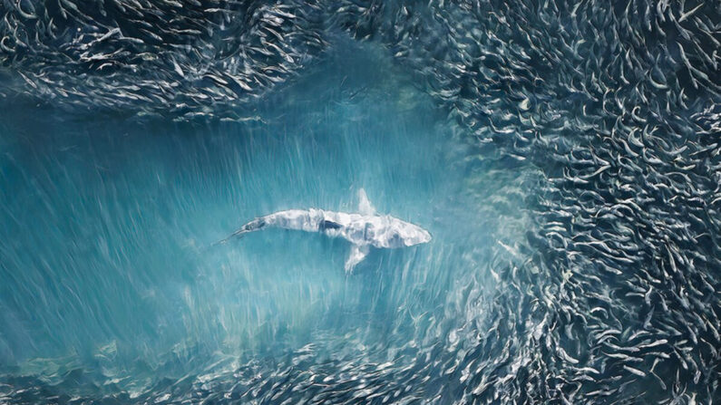 Une photographe aérienne capture des prédateurs sous-marins et en fait des œuvres d'art abstraites vues du ciel