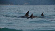 Au large de l’Afrique du Sud, des orques tueuses de requins