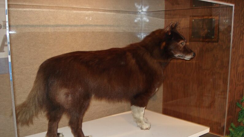 Balto au Musée d'histoire naturelle de Cleveland. Photo : Luke Scarano/wikimedia/CC BY 3.0