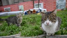 Nouvelle-Zélande: un concours de chasse au chat ouvert aux enfants annulé après un tollé