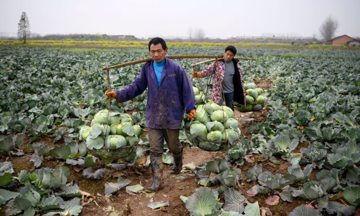 Récolte des choux dans le comté de Huarong, dans la province du Hunan, dans le sud de la Chine, le 5 mars 2020. (Noel Celis/AFP via Getty Images)