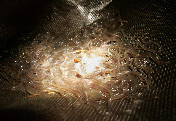 Photo de civelles pêchées à l'épuisette et à l'éclairage d'une torche dans la Garonne. (OLIVIER MORIN/AFP via Getty Images)