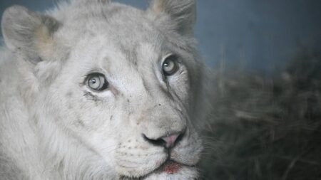 Après avoir souffert de maltraitances, le lion Léo est mort, mais il sera «toujours présent»