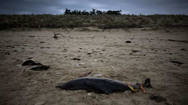 (Photo PHILIPPE LOPEZ/AFP via Getty Images)