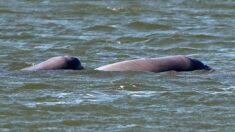 Cambodge: une loi protégeant les dauphins est abandonnée au profit des pêcheurs