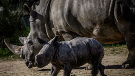 Nouvelle-Zélande: un homme arrêté pour s’être baigné dans l’enclos des rhinocéros