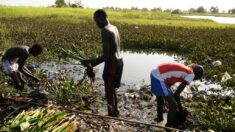 Au Soudan du Sud, cuisiner grâce à une mauvaise herbe