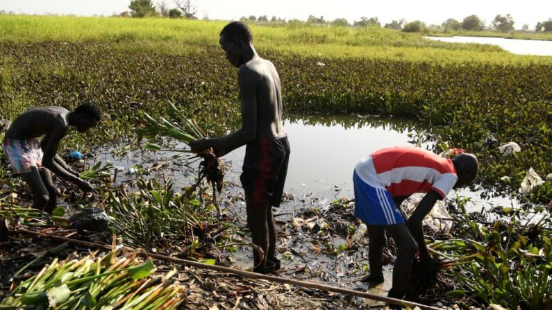 De jeunes hommes récoltent de la jacinthe d'eau dans la ville inondée de Bentiu, au Sud-Soudan. (Photo SIMON MAINA/AFP via Getty Images)