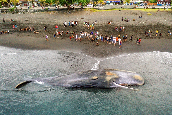 Un cachalot mort s'est échoué sur la plage de Yeh Malet, à Klungkung, le 5 avril 2023. (DICKY BISINGLASI/AFP via Getty Images)