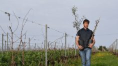 Des oliviers dans les vignes du Bordelais, réponse à la surproduction ?