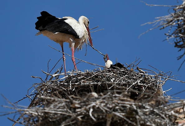 Illustration  (ANDER GILLENEA/AFP via Getty Images)