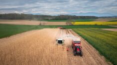 Alsace: une commune se chauffe avec une plante