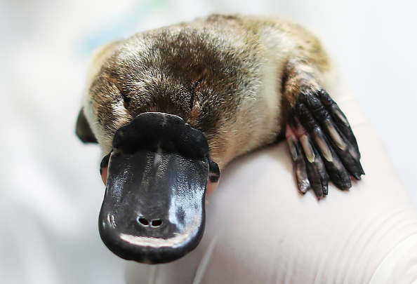 Un ornithorynque au zoo de Taronga en 2021 à Sydney, Australie. (Mark Metcalfe/Getty Images)