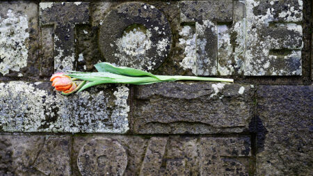 Des tulipes au menu: de la survie pendant la guerre à la gastronomie contemporaine