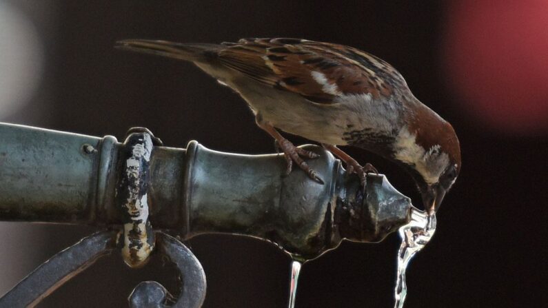 "Les crises climatiques et l'effondrement de la biodiversité sont intimement liées et doivent être traitées conjointement". (Photo d'illustration, PATRICK SEEGER/DPA/AFP via Getty Images)