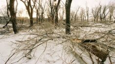 Tempête de glace: des centaines de milliers de foyers sans courant dans l’est du Canada