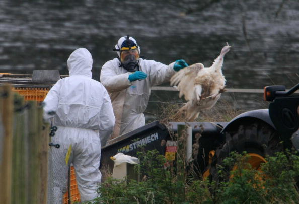 L'épisode de grippe aviaire actuel est le plus important jamais mesuré. Illustration. (Jamie McDonald/Getty Images)