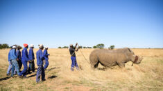 Afrique du Sud: millionnaire cherche remplaçant pour sauver les rhinocéros