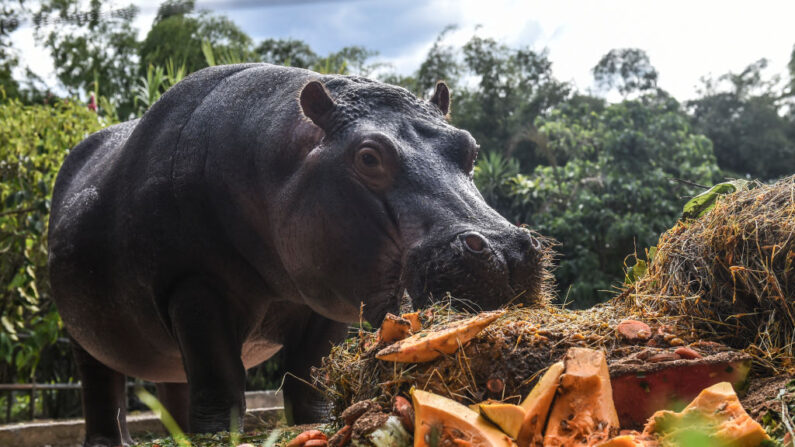 Illustration (JOAQUIN SARMIENTO/AFP via Getty Images)