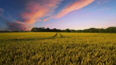 Le départ à la retraite de 40% des exploitants agricoles au cours des dix prochaines années aggravera la pénurie de main-d’œuvre indique un rapport