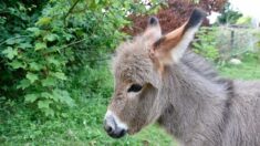 Gironde: le SOS d’une éleveuse pour nourrir Nougatine, un petit ânon de quelques jours