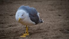 Angleterre: une mouette succombe après avoir été promenée en laisse