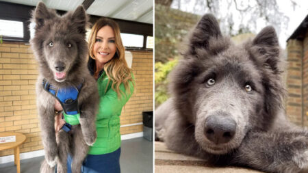 Ce rare «chien-loup bleu» géant est gaffeur et amusant, mais il ne peut pas être l’animal de compagnie de tout le monde, voici pourquoi: VIDÉO