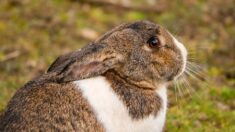 Des policiers recueillent un lapin abandonné, il fait désormais partie de l’équipe !