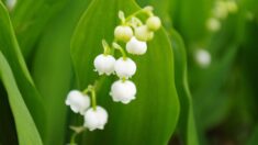 Loire-Atlantique: les maraîchers recrutent des saisonniers pour cueillir le muguet