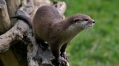 Pyrénées-Atlantiques : des panneaux installés pour aider les loutres à traverser en toute sécurité