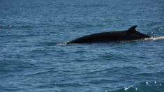 Marseille: un cétacé aperçu près de la calanque d’En-Vau