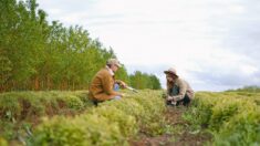 Des plantes pour protéger les sols du tassement et de l’érosion