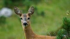 Au printemps, de nombreux chevreuils en état d’ivresse sont désorientés