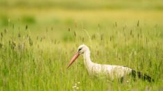 Vosges: une cinquantaine de cigognes font escale dans les prairies de Vaxoncourt