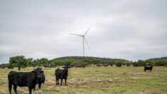 6 vaches retrouvées mortes au Texas, la langue coupée