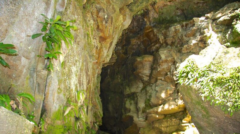 Grotte Abbey Caves, au nord d'Auckland. (Photo : New Zealand in your pocket/Flickr/CC BY 2.0)