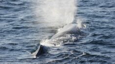 Un cachalot pygmée observé pour la première fois dans les eaux de la Réunion