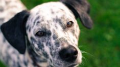 Un homme interpellé pour avoir pendu le dalmatien de sa compagne à son balcon en Dordogne