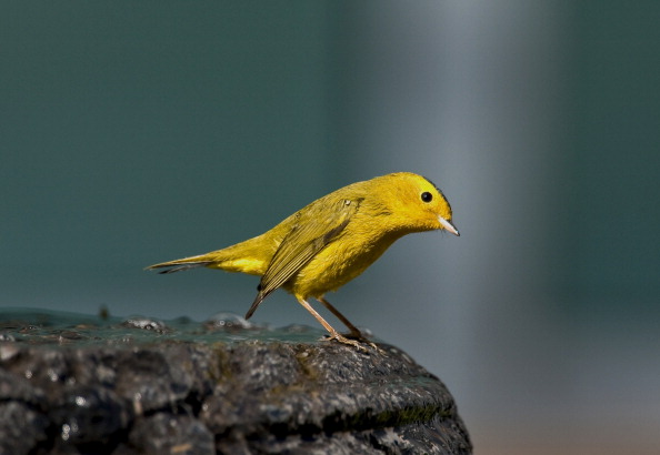 Une cinquantaine d'oiseaux ont été découverts dans un hangar, à Sare, en 2020. Illustration. (Ronaldo Schemidt/AFP via Getty Images)